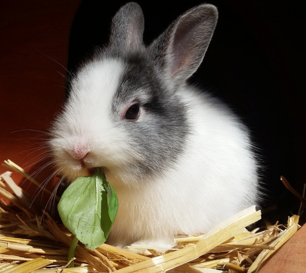 Why Should I Spay or Neuter My Rabbit? | Lynwood Animal Hospital